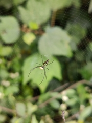 Leucauge decorata