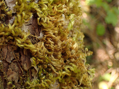 Homalothecium fulgescens