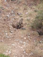 Sus scrofa