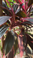 Cordyline fruticosa