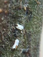 Trullifiorinia acaciae