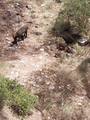 Sus scrofa