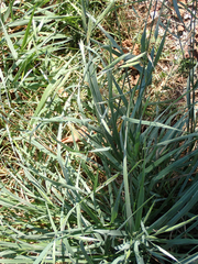 Bromus