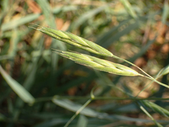 Bromus