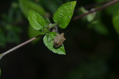 Euschistus riograndensis