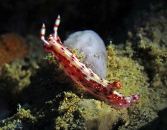 Hypselodoris maculosa