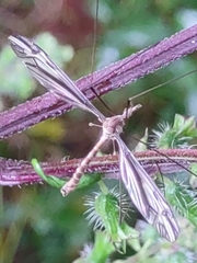 Tipula