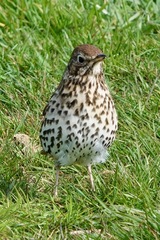 Turdus philomelos clarkei
