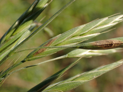 Bromus