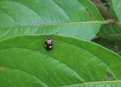 Omophoita peruviana