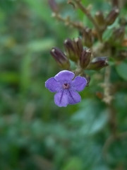 Duranta