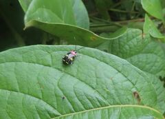 Omophoita peruviana