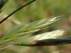 Bromus
