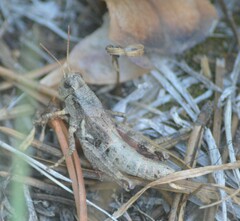 Melanoplus oreophilus