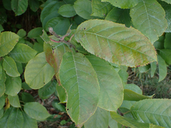 Prunus virginiana