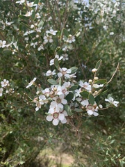 Leptospermum lanigerum