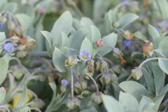 Mertensia maritima