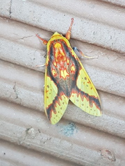 Symphlebia