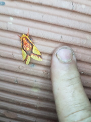 Symphlebia