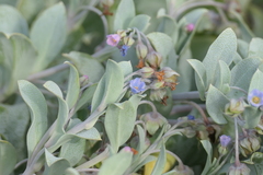 Mertensia maritima