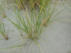 Ammophila arenaria