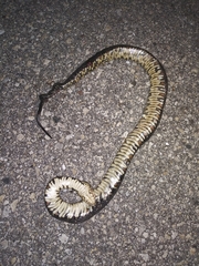 Nerodia fasciata pictiventris