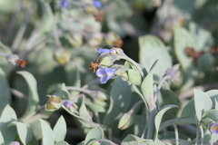 Mertensia maritima