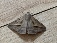 Mocis frugalis
