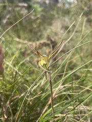 Lyperanthus suaveolens