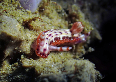 Hypselodoris maculosa