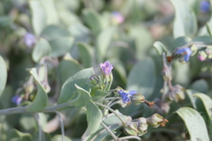 Mertensia maritima