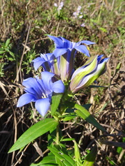 Gentiana puberulenta