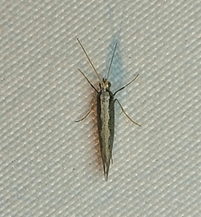 Plutella xylostella-australiana