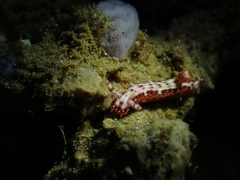 Hypselodoris maculosa