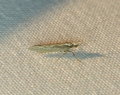 Plutella xylostella-australiana