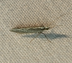 Plutella xylostella-australiana