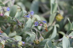 Mertensia maritima