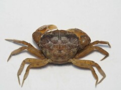 Rhithropanopeus harrisii