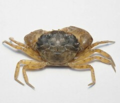 Rhithropanopeus harrisii