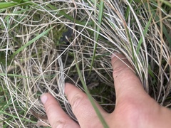 Lyperanthus suaveolens