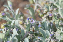 Mertensia maritima