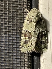 Lacinipolia laudabilis