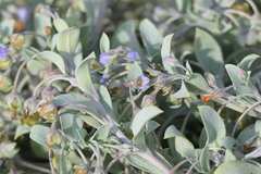 Mertensia maritima