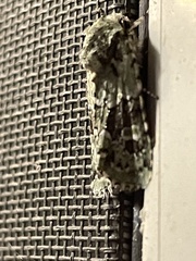 Lacinipolia laudabilis