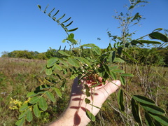 Amorpha fruticosa