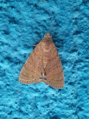 Eulepidotis corrina