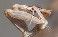 Ochrimnus carnosulus