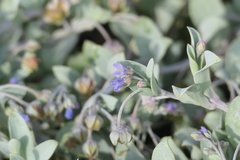 Mertensia maritima