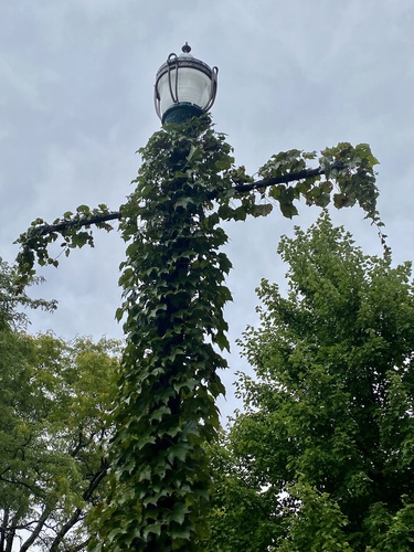 Parthenocissus tricuspidata