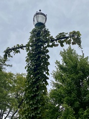 Dreispitzige Jungfernrebe (Parthenocissus tricuspidata): Herkunft und Verwendung — Foto 2